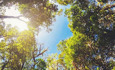 Tree canopy